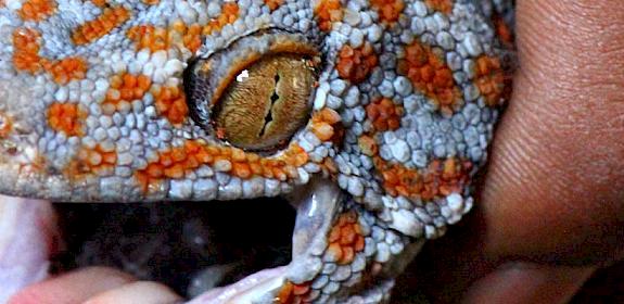 Tokay Gecko Gekko gecko © TRAFFIC
