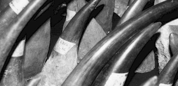 File photo of rhino horns © TRAFFIC