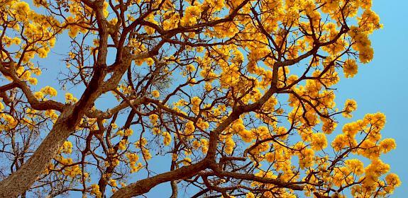 Handroanthus ochraceus, a species of flowering trumpet tree facing a two-year delay before it is uplisted to CITES Appendix II © Mauricio Mercadente / Flickr
