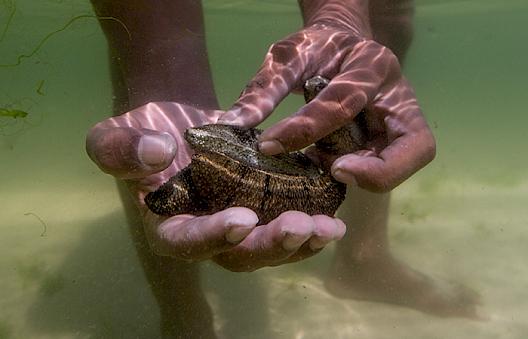 Sea cucumbers